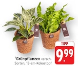 EDEKA - Grünpflanzen Angebot im Prospekt Grünpflanzen bei EDEKA im Prospekt "" für 9,99 €
