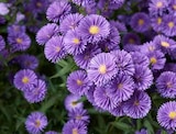 Glattblatt-Aster von Pflanzen Kölle für 2,99 € bei Pflanzen Kölle im Angebot Glattblatt-Aster von Pflanzen Kölle im aktuellen Pflanzen Kölle Prospekt