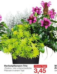 Jawoll Wegberg - Herbstpflanzen-Trio Herbstpflanzen-Trio Angebot bei Jawoll Wegberg im Prospekt "Aktuelle Angebote"