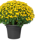 Chrysantheme Angebote von GROW by OBI bei OBI Wolfsburg für 5,55 €