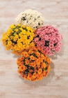 Chrysantheme - U - Super U à Vigneux-sur-Seine Chrysantheme - U en promo chez Super U Vigneux-sur-Seine à 13,98 €