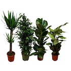 Plantes vertes pot 24 cm en promo chez Carrefour Calais à 19,99 €