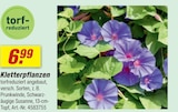 Kletterpflanzen im aktuellen toom Baumarkt Prospekt