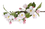 E aktiv markt Schafflund - Rosen oder Edelnelken Angebot im Prospekt Rosen oder Edelnelken bei E aktiv markt im Schafflund Prospekt für 4,99 €