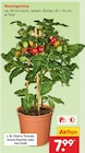 Aktuelles Cherry Tomato Angebot bei Netto Marken-Discount in Paderborn ab 7,99 €