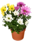 Aktuelle Blumen Angebote bei Kaufland in Osnabrück Aktuelles Chrysanthemen Angebot bei Kaufland in Osnabrück ab 2,69 €
