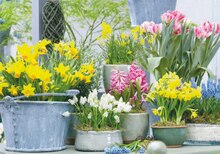 Frühlingsblüher-Mix bei toom Baumarkt in Leverkusen Frühlingsblüher-Mix im Angebot bei toom Baumarkt Leverkusen