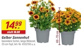toom Baumarkt - Gelber Sonnenhut Angebot im Prospekt Gelber Sonnenhut bei toom Baumarkt im Prospekt "" für 14,99 €
