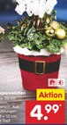 Alpenveilchen im Angebot bei Netto Marken-Discount in Potsdam Alpenveilchen Angebote bei Netto Marken-Discount Potsdam für 4,99 €