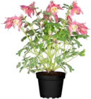 Akelei Angebote von GROW by OBI bei OBI Halberstadt für 3,99 €