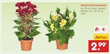 Aktuelle Pflanzen Angebote bei Netto Marken-Discount in Cottbus Aktuelles Celosia Hahnenkamm Angebot bei Netto Marken-Discount in Cottbus ab 2,99 €