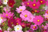 Collection de fleurs de saison ECLOZ - ECLOZ dans le catalogue Jardiland
