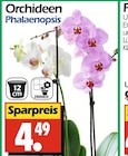 Aktuelles Orchideen Phalaenopsis Angebot bei Wreesmann in Dresden ab 4,49 €