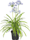 AGAPANTHE - GARDENLINE dans le catalogue Aldi