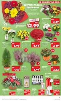 Pflanzen im aktuellen Kaufland Prospekt (Mönchengladbach) Pflanzen im Kaufland Prospekt "Aktuelle Angebote" mit 61 Seiten (Mönchengladbach)