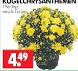 Kugelchrysanthemen bei Wreesmann im Prospekt "" für 4,49 €