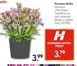Prinzess-Nelke für 3,79 € bei Hellweg im Angebot Prinzess-Nelke im aktuellen Hellweg Prospekt