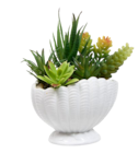 Plante coquillage Océa en promo chez Maxi Bazar Plante coquillage Océa dans le catalogue Maxi Bazar