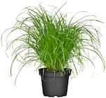 Katzengras im Angebot bei REWE in Gotha Katzengras Angebote bei REWE Gotha für 1,99 €