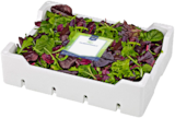Aktuelle Salat Angebote bei METRO in Duisburg Aktuelles Wildkräutersalat Angebot bei METRO in Duisburg ab 5,51 €