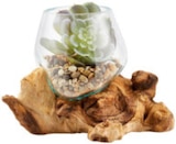 Aktuelle Blumen Angebote bei XXXLutz Möbelhäuser in Pforzheim Aktuelles Vase/Windlicht auf Holzfuß Angebot bei XXXLutz Möbelhäuser in Pforzheim ab 14,99 €