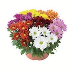 Chrysanthemen im Angebot bei Lidl in Kamen Chrysanthemen Angebote bei Lidl Kamen für 3,99 €