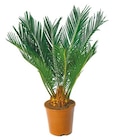 Japanischer Palmfarn 'Cycas revoluta' Angebote bei Netto mit dem Scottie Schwerin für 12,99 €