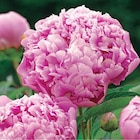 Pivoine Mr Jules Elie - Le pot de 1 litre à Botanic dans Notre-Dame-de-Bellecombe Pivoine Mr Jules Elie - Le pot de 1 litre à Botanic dans Notre-Dame-de-Bellecombe