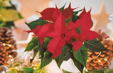 Fairtrade®-Weihnachtssterne bei toom Baumarkt in Pulheim Fairtrade®-Weihnachtssterne im Angebot bei toom Baumarkt Pulheim für 1,79 €