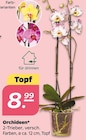 Orchideen im aktuellen Netto mit dem Scottie Prospekt