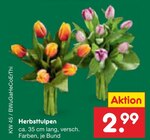 Herbsttulpen im Angebot bei Netto Marken-Discount in Hameln Herbsttulpen Angebote bei Netto Marken-Discount Hameln für 2,99 €