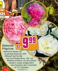 Chinesische Pfingstrose für 9,99 € bei Hornbach im Angebot Chinesische Pfingstrose im aktuellen Hornbach Prospekt