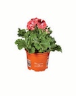 Edelgeranie (Pelargonium grandiflorum) Angebote bei Lidl Neunkirchen für 2,49 €