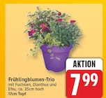 Frühlingblumen-Trio für 7,99 € bei EDEKA im Angebot Frühlingblumen-Trio im aktuellen EDEKA Prospekt