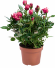 Netto Marken-Discount - Rosen Angebot im Prospekt Rosen bei Netto Marken-Discount im Prospekt "" für 2,29 €