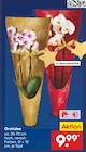 Aktuelle Orchidee Angebote bei Netto Marken-Discount in Bochum Aktuelles Orchidee Angebot bei Netto Marken-Discount in Bochum ab 9,99 €