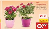Aktuelles Mini Chrysantheme Angebot bei Netto Marken-Discount in Bonn ab 0,99 €