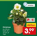 Christrose im Netto Marken-Discount Prospekt Christrose von im aktuellen Netto Marken-Discount Prospekt für 3,99 €