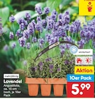 Aktuelle Blumen Angebote bei Netto Marken-Discount in Recklinghausen Aktuelles Lavendel Angebot bei Netto Marken-Discount in Recklinghausen ab 5,99 €
