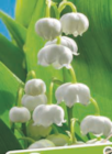 Muguet de jardin blanc en promo chez Carrefour Lille à 6,99 €