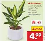 Grünpflanzen im Netto Marken-Discount Prospekt Grünpflanzen von im aktuellen Netto Marken-Discount Prospekt für 4,99 €