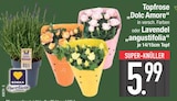 Topfrose „Dolc Amore“ im Angebot bei EDEKA in Augsburg Topfrose „Dolc Amore“ Angebote von EDEKA Herzstücke bei EDEKA Augsburg für 5,99 €