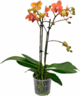 Aktuelles Phalaenopsis Angebot bei ALDI Nord in Essen ab 5,99 €