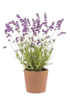Aktuelles Lavendel 'Munstead' Angebot bei BayWa Bau- und Gartenmärkte in Nürnberg ab 4,99 €