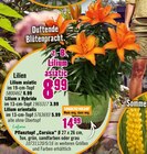 Aktuelle Blumentopf Angebote bei Hornbach in Wiesbaden Aktuelles Lilien oder Pflanztopf Angebot bei Hornbach in Wiesbaden ab 3,99 €