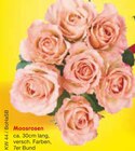 Moosrosen im Angebot bei Netto Marken-Discount in Rostock Moosrosen Angebote bei Netto Marken-Discount Rostock für 1,00 €