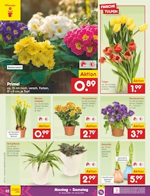 Blumen im Netto Marken-Discount Prospekt "Aktuelle Angebote" mit 60 Seiten (Hamburg)