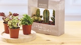 Bi1 Voujeaucourt - Promo Trio Cactus ou Succulentes Promo Trio Cactus ou Succulentes à 4,99 € dans le catalogue Bi1 à Voujeaucourt