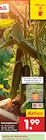 Gemüsepflanzen bei Netto Marken-Discount im Prospekt "" für 1,99 €