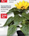 BAUHAUS Mühltal - Sonnenblume Sonnenblume Angebot bei BAUHAUS Mühltal im Prospekt Handzettel KW 31